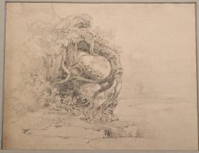 Study of a Large Root System (Grosse Wurzelwerk-Studie)