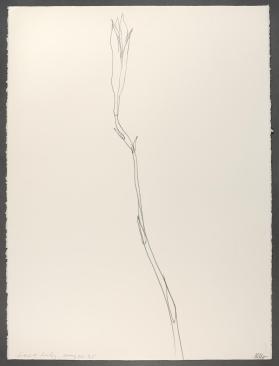 Last Lily