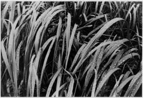 Grass in Rain, Glacier Bay, Alaska
