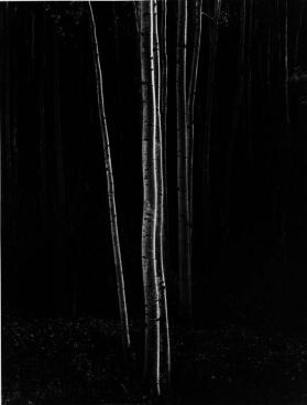 Aspens, Northern New Mexico
