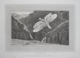 Lantern Fly