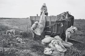 Picking Cotton, The Last of the Tenant Farmers, East Texas