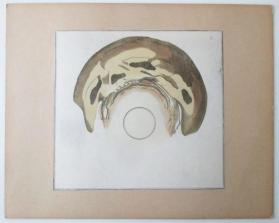 Catoptric Anamorphosis of a Skull, "Memento Mori"