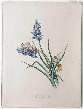 Hyacinth